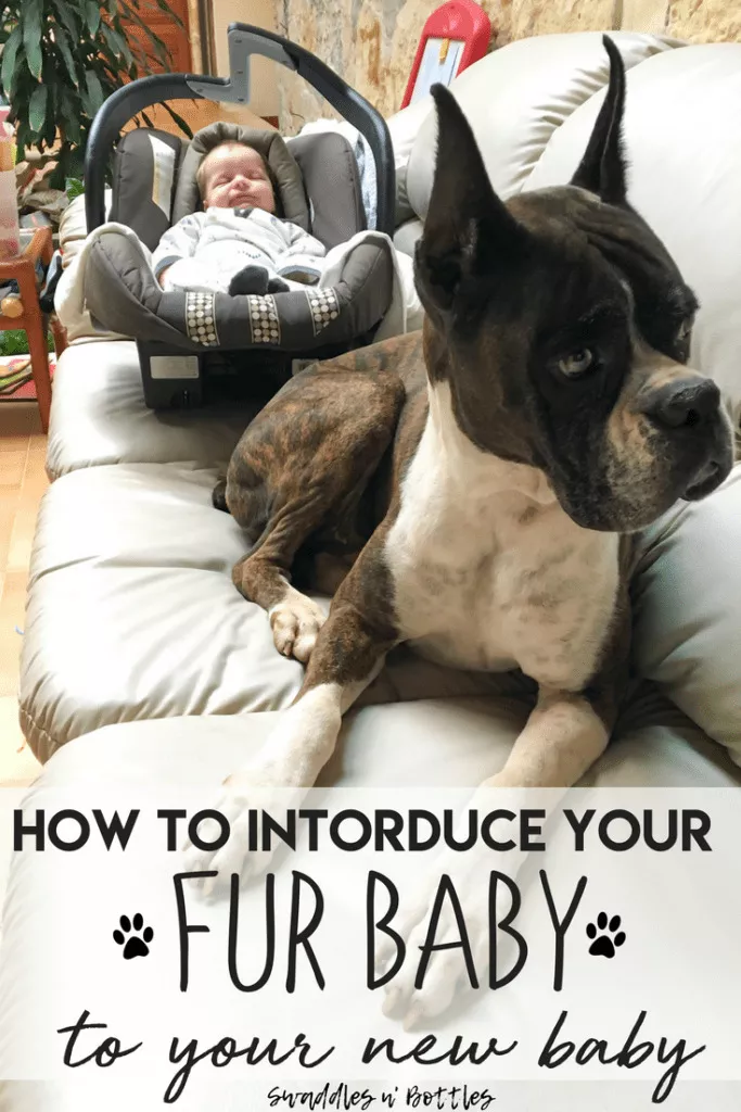 Tips for introducing your new baby to your Fur baby