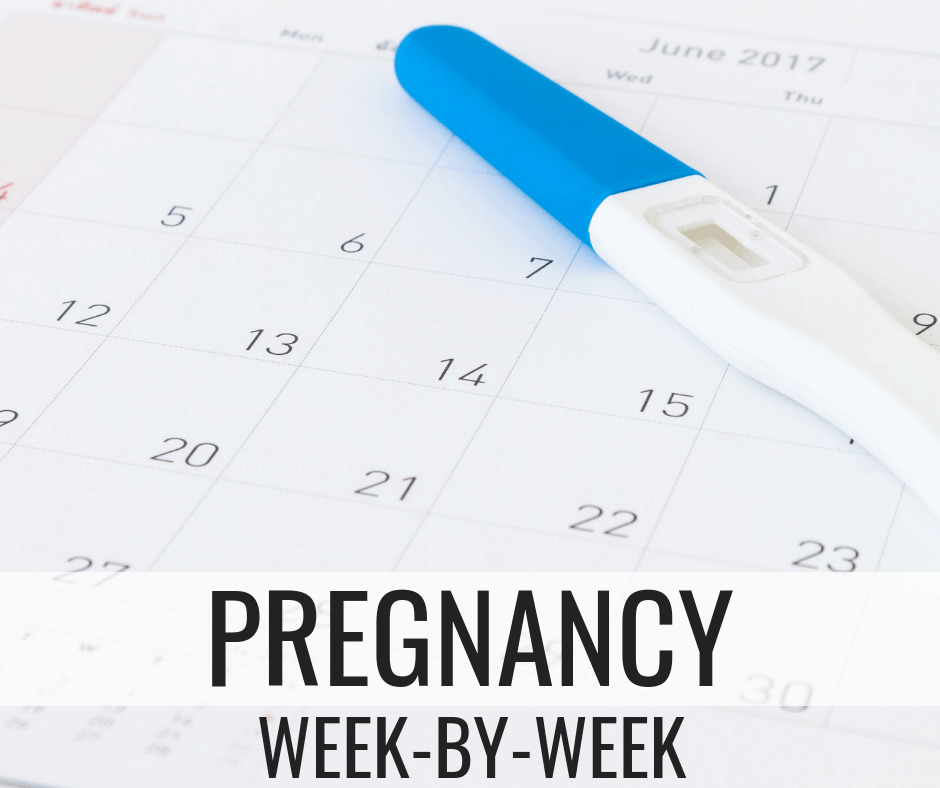 Week-By-Week Pregnancy Guide - Swaddles n' Bottles