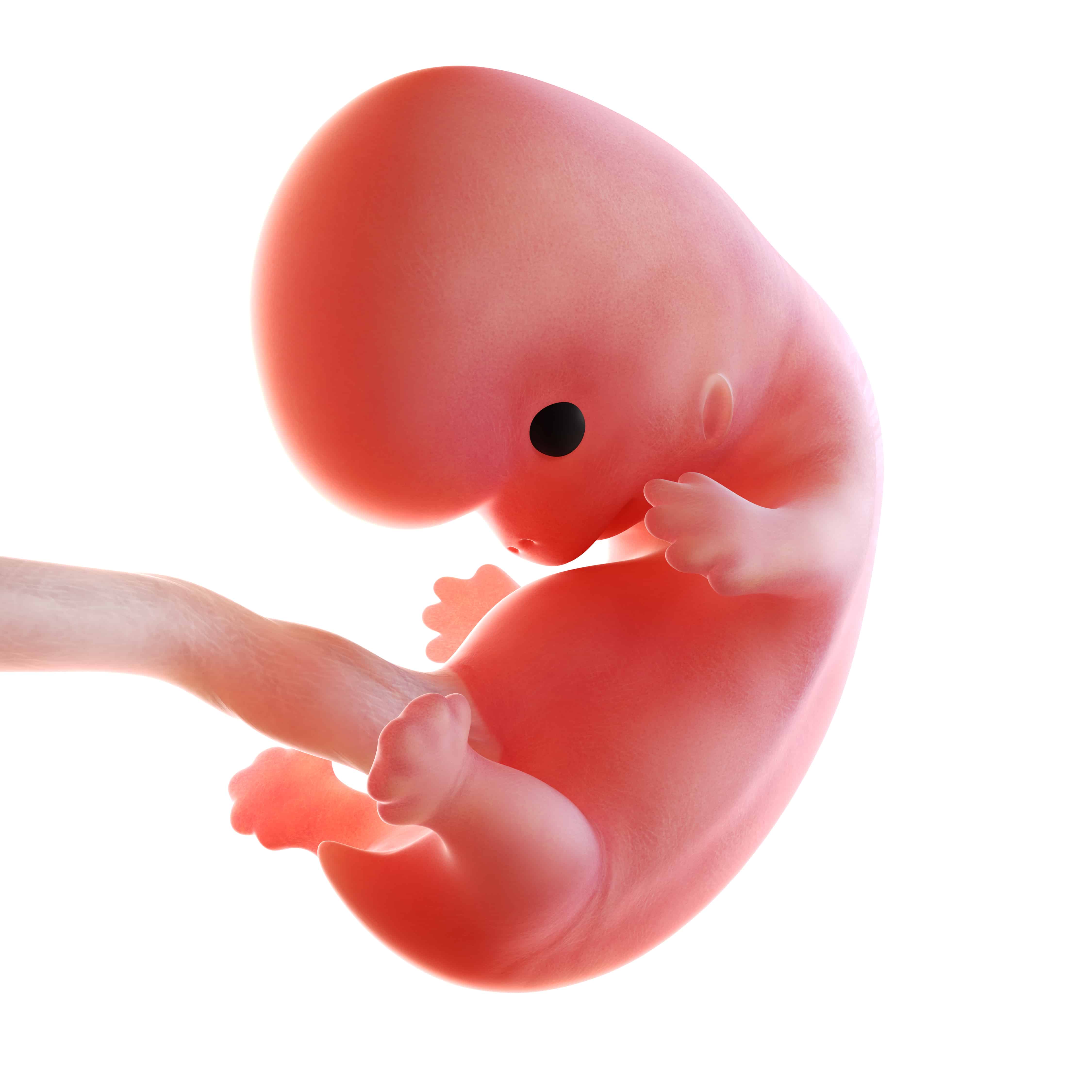8 й недели неделе. Зародыш на 8 неделе беременности. 8 Недель беременности Эмбрио. Плод 7-8 недель беременности. 8 Недель беременности фото эмбриона.